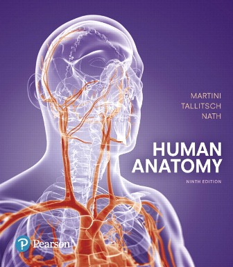 Human Anatomy 9th Edition Martini