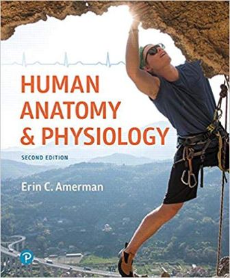 Human Anatomy and Physiology 2nd Edition Amerman